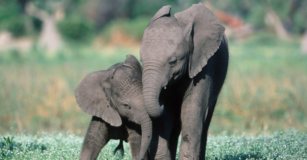 Adopt an African Elephant Calf