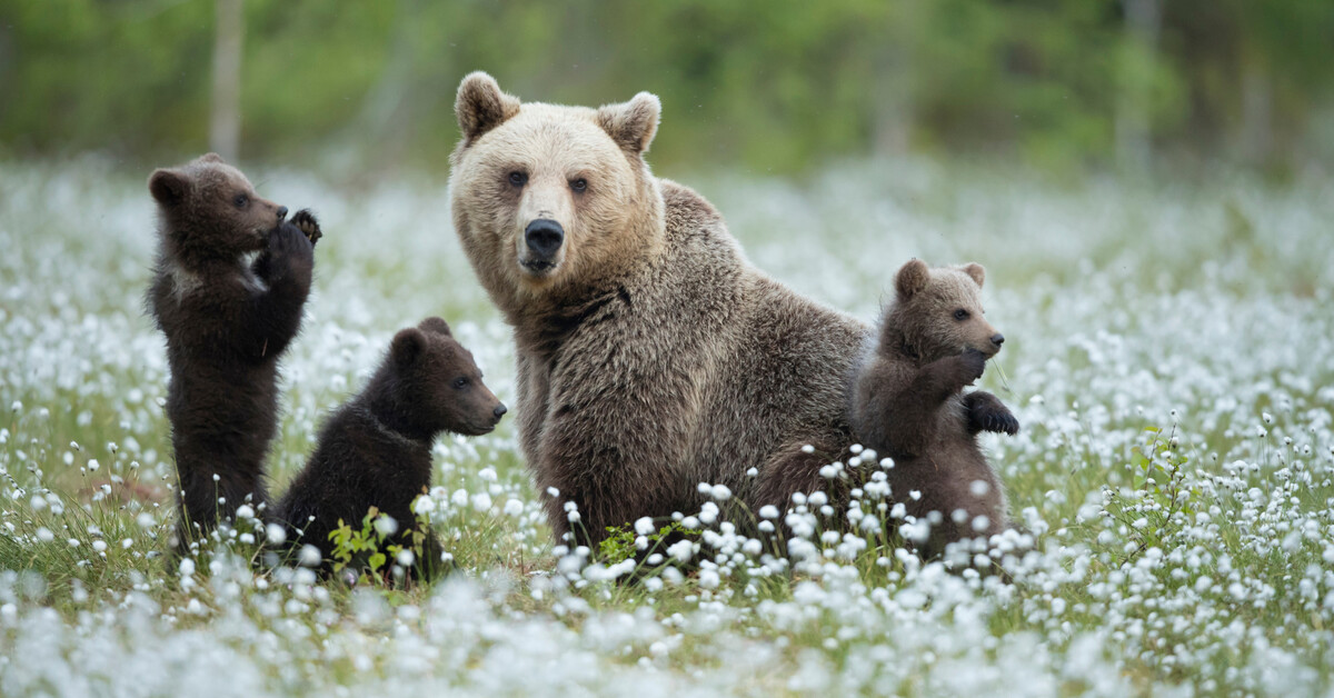 Adopt a Grizzly Bear  Symbolic Adoptions from WWF